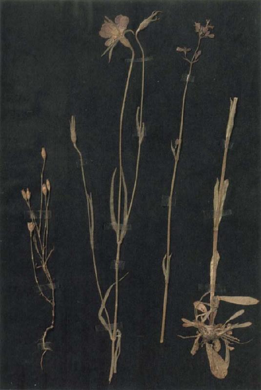 Paul Klee Herbarium France oil painting art